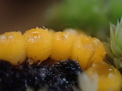 Byssonectria fusispora