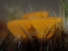 Byssonectria fusispora