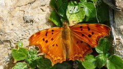 Polygonia egea