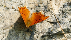 Polygonia egea