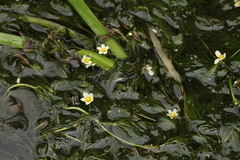 Ranunculus kauffmannii