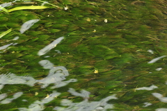 Ranunculus kauffmannii