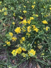 Medicago falcata