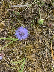 Jasione