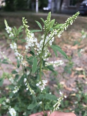 Melilotus albus