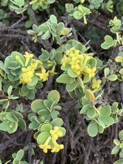 Wikstroemia uva-ursi