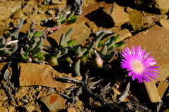 Cephalophyllum curtophyllum