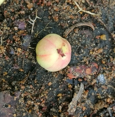 Phyllanthus emblica