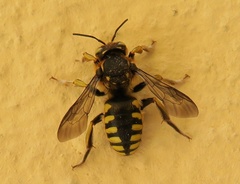Anthidium