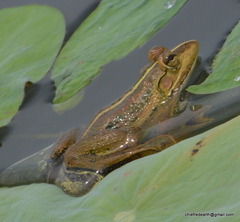 Euphlyctis karaavali