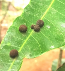 Procontarinia mangiferae
