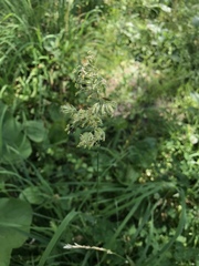 Dactylis glomerata