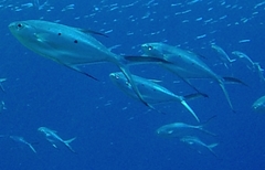 Trachinotus baillonii