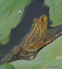 Euphlyctis karaavali