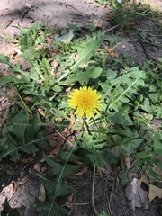 Taraxacum officinale