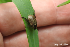 Exomala pallidipennis