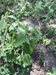 Galinsoga quadriradiata
