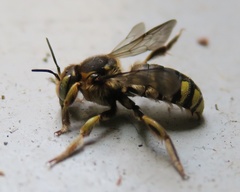 Anthidium