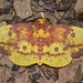 Eacles imperialis - Photo (c) Andy Reago & Chrissy McClarren,  זכויות יוצרים חלקיות (CC BY)