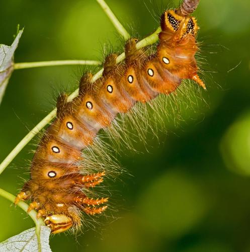 Imperial Moth, photo 4 of 10