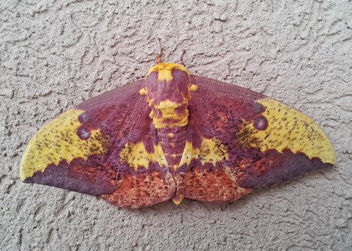 Imperial Moth, photo 7 of 10