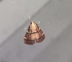 Hypsopygia thymetusalis