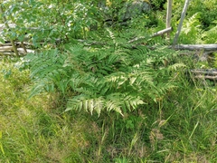 Pteridium pinetorum