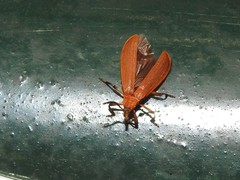 Lycostomus placidus