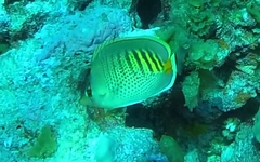 Chaetodon punctatofasciatus