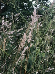 Dactylis glomerata