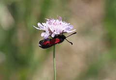 Zygaena erythrus