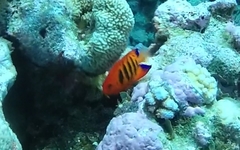 Centropyge loriculus