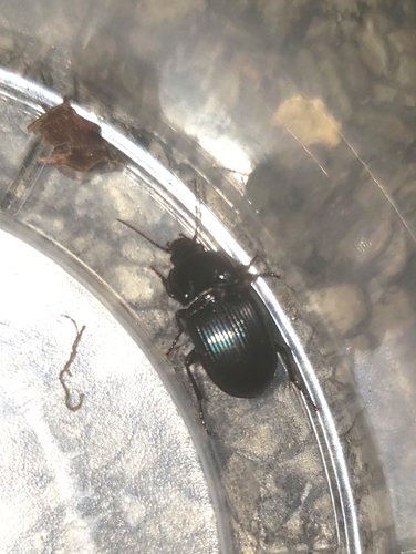 Myas coracinus