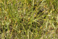 Divisae
