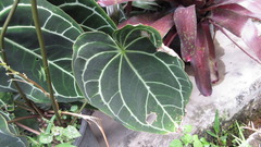 Anthurium