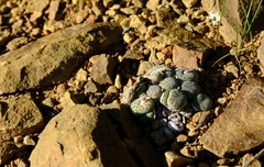 Conophytum minimum