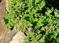 Pelargonium stipulaceum