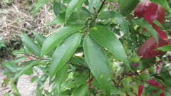 Cinnamomum