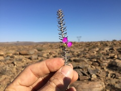 Polygala teretifolia