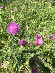 Carduus crispus