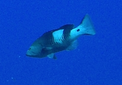 Gracila albomarginata