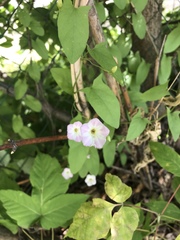 Convolvulus arvensis