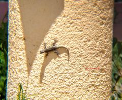 Sceloporus grammicus