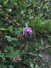 Trifolium pratense