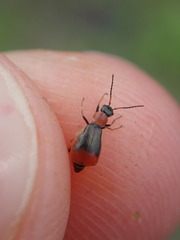 Cerapheles terminatus