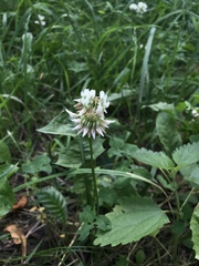 Trifolium repens