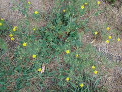 Potentilla approximata