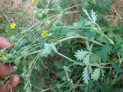 Potentilla approximata