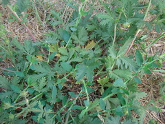 Potentilla approximata
