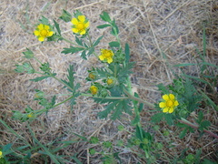 Potentilla approximata